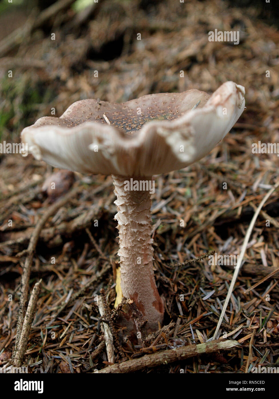 Amanita rubescens, blusher mushroom, Fungi, UK Stock Photo