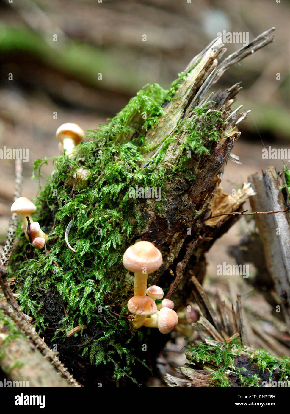 Hypholoma capnoides, Conifer Tuft, Fungi, UK Stock Photo