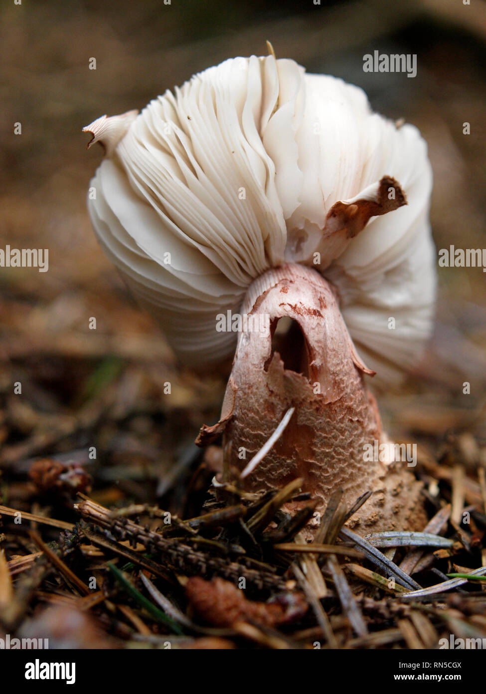 Amanita rubescens, Blusher, fungi, UK Stock Photo