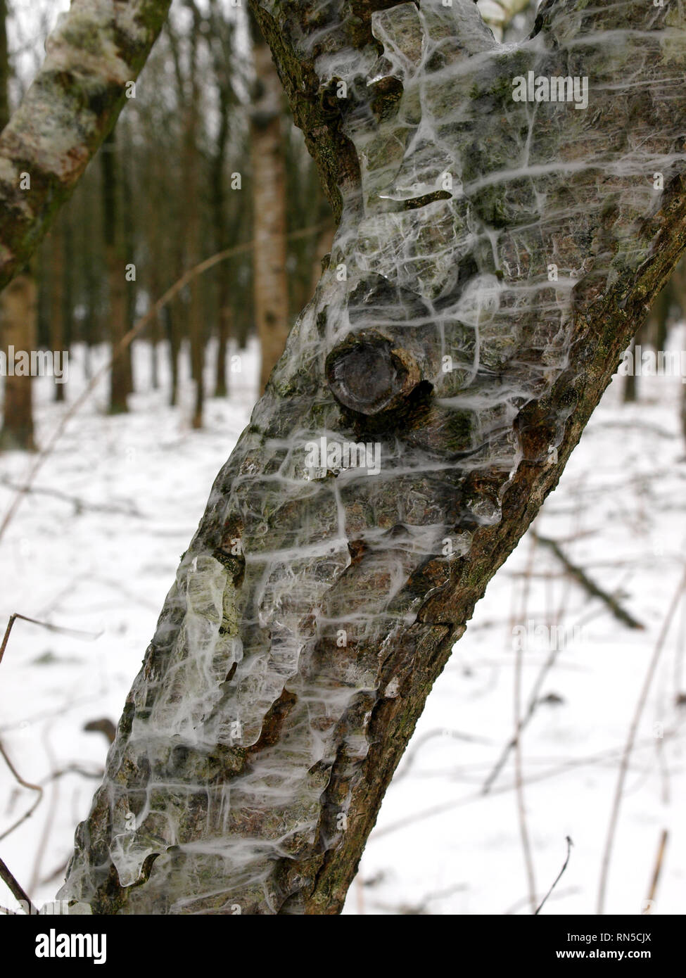 Frozen rain hi-res stock photography and images - Alamy