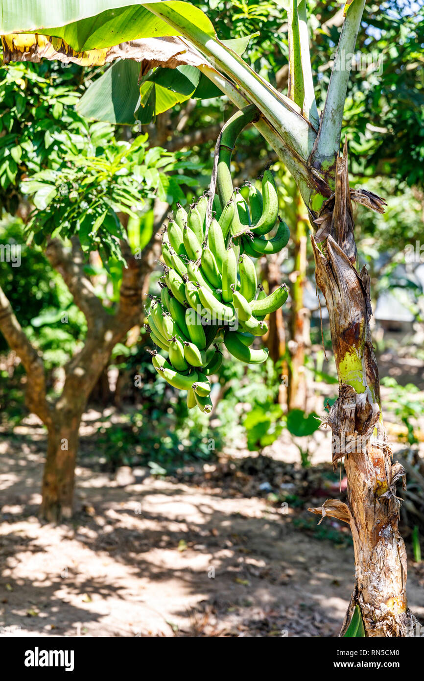 Vietnam green bananas on the tree hires stock photography and images