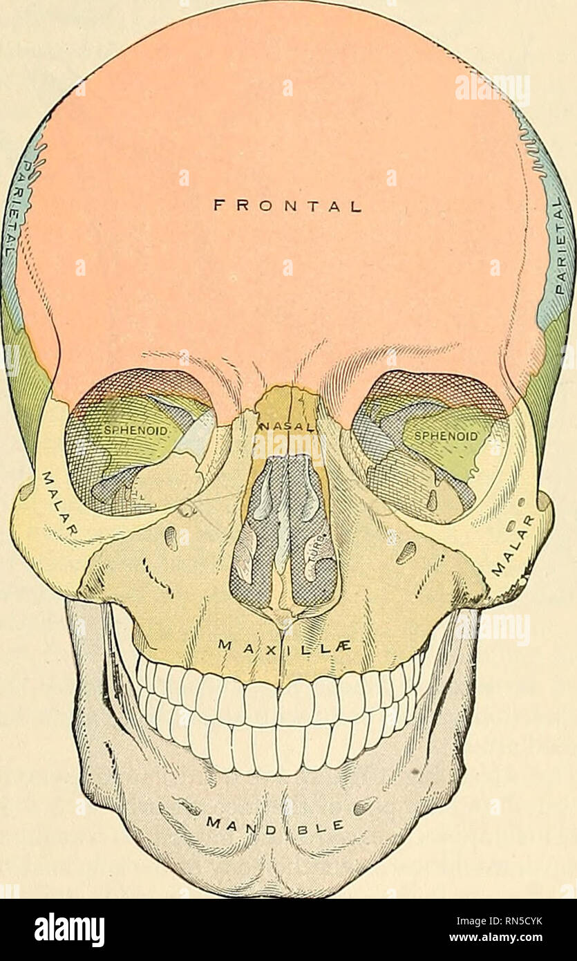 Anatomy Descriptive And Applied Anatomy The Skull As A Whole