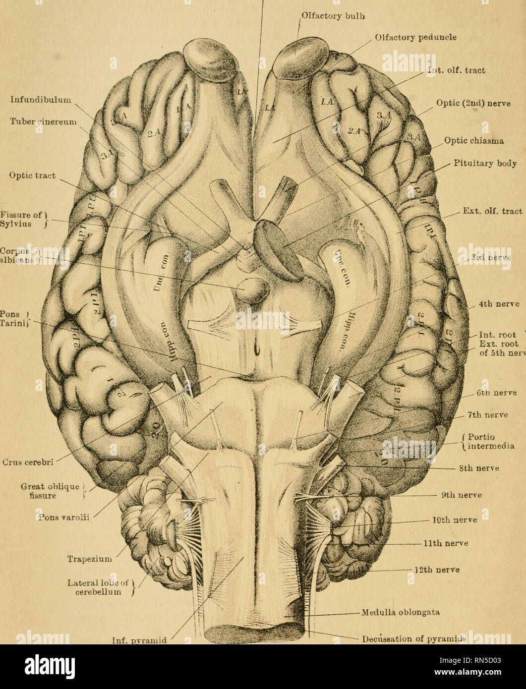 . The anatomy of the horse a dissection guide. Horses; Horses