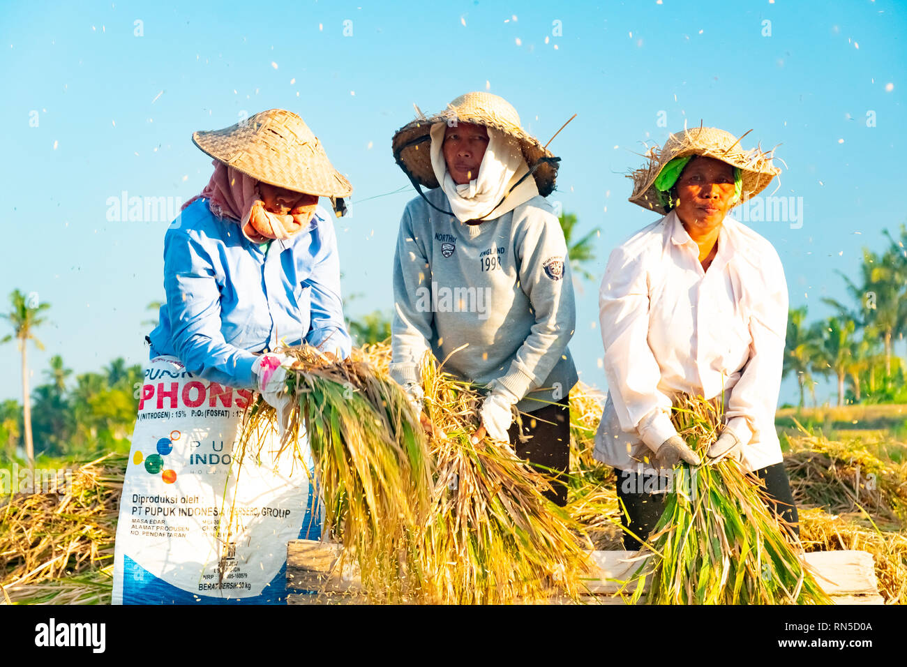 Bali Indonesia April 12 2018 Female Balinese Farm Workers Laugh As They Traditional Harvest
