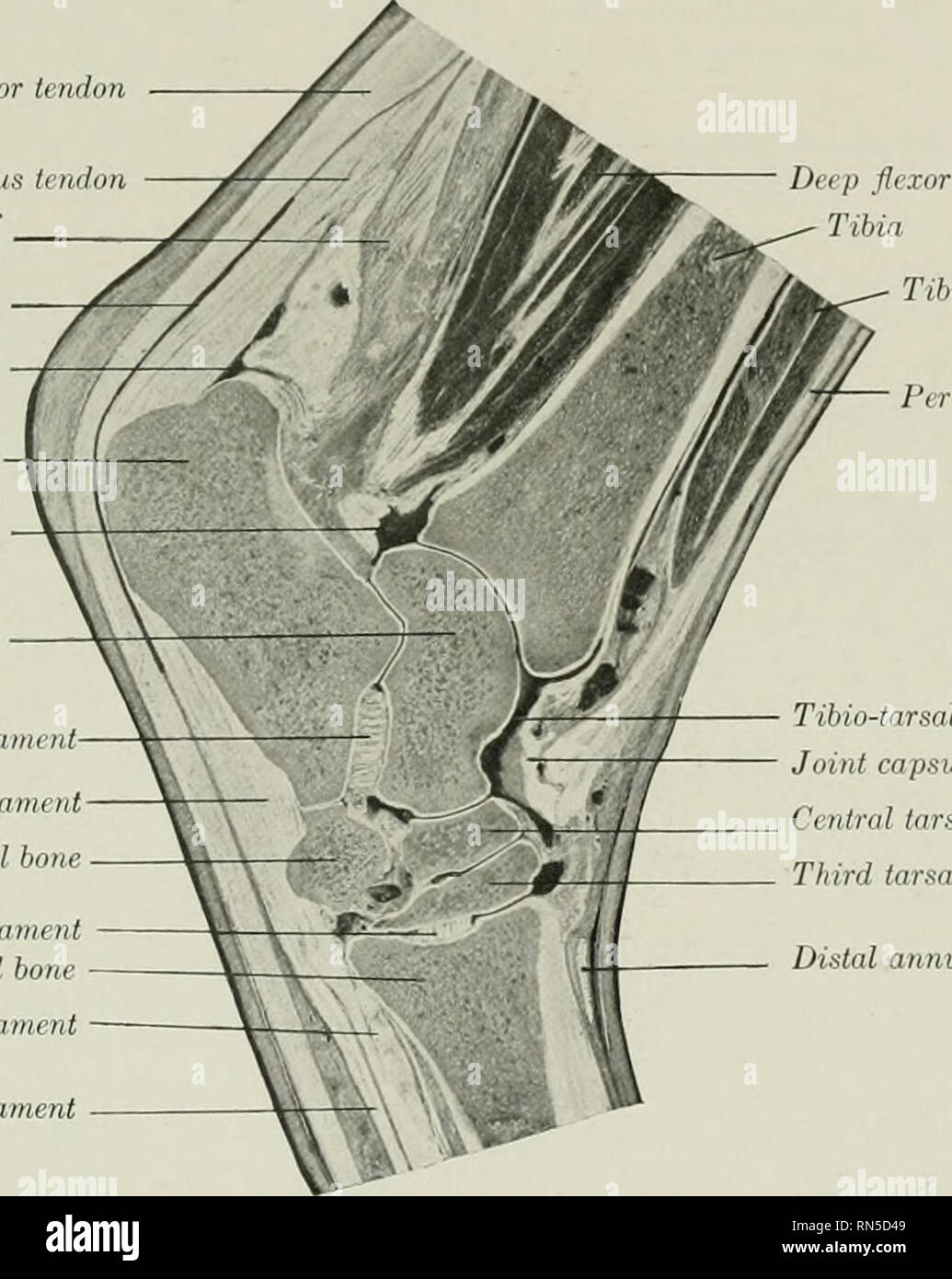 . The anatomy of the domestic animals. Veterinary anatomy. THE HOCK ...