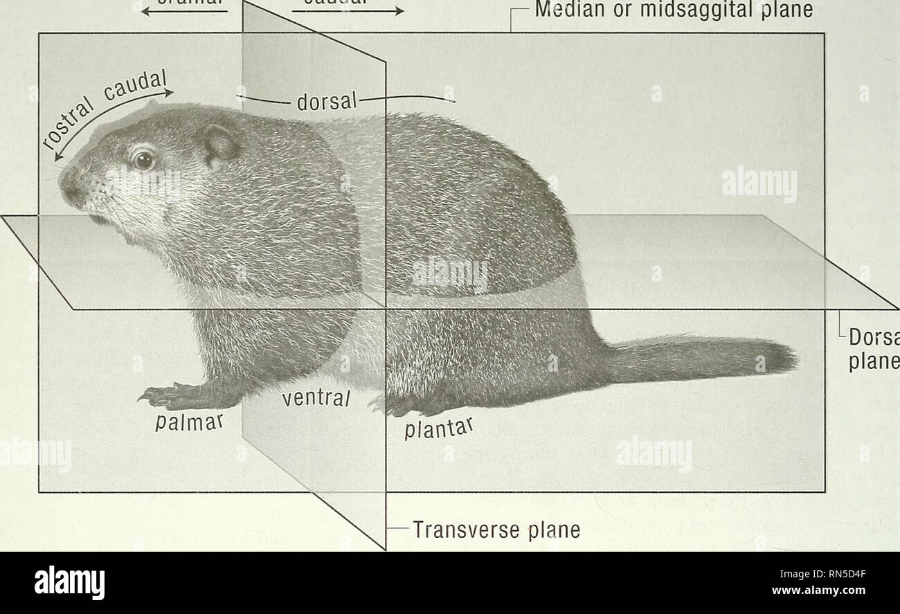 . Anatomy of the woodchuck (Marmota monax). Woodchuck; Mammals. Anatomy