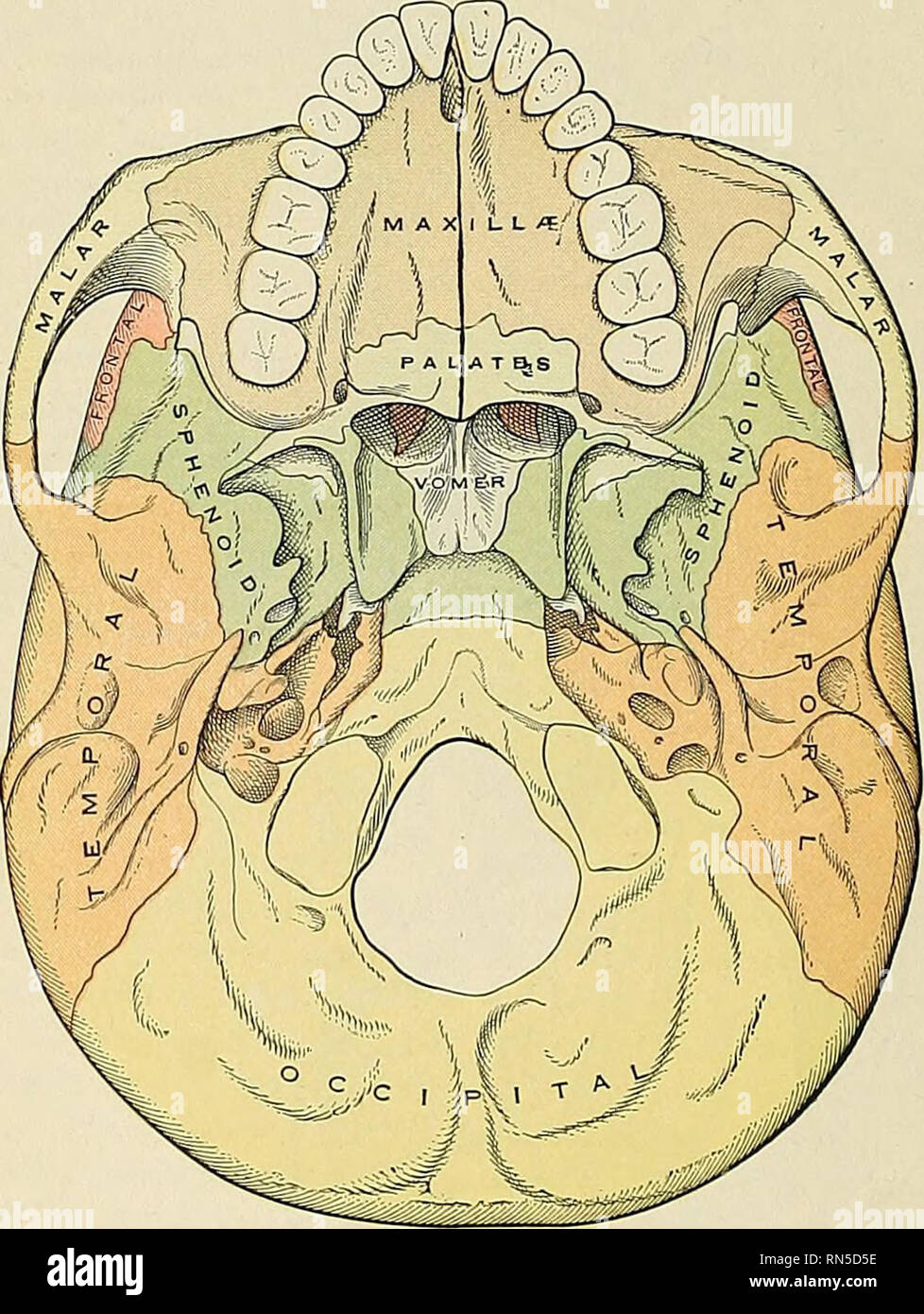 . Anatomy, descriptive and applied. Anatomy. 130 SPECIAL ANATOMY OF THE