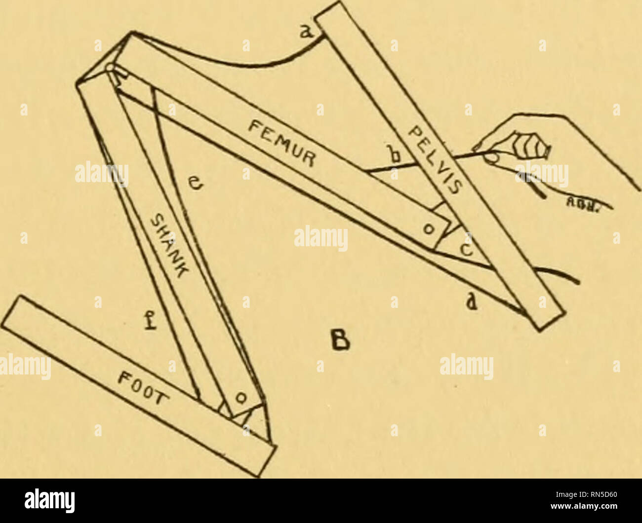 . Anatomy of the wood rat; comparative anatomy of the subgenera of the
