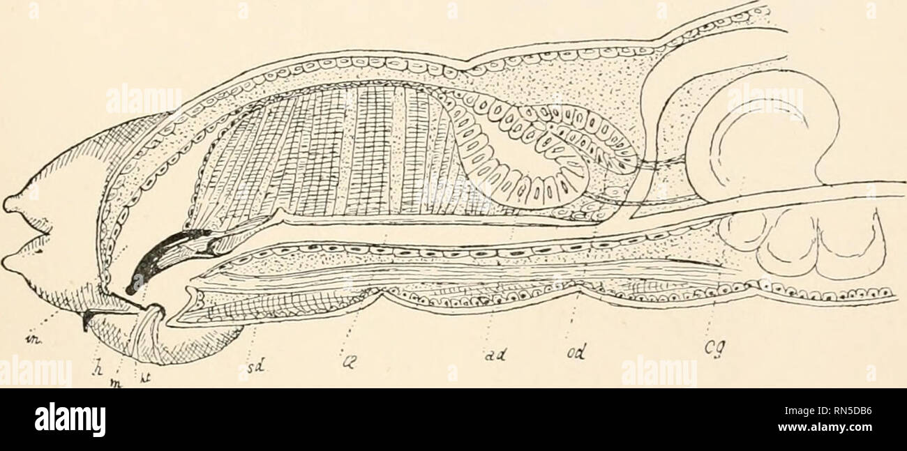 Sclerites Stock Photos & Sclerites Stock Images - Alamy