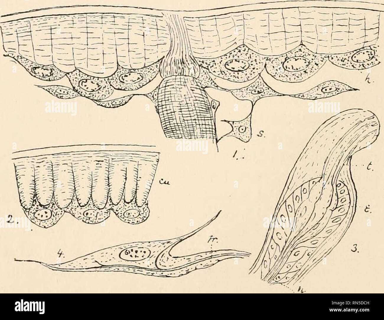 Tendinous Stock Photos & Tendinous Stock Images - Alamy