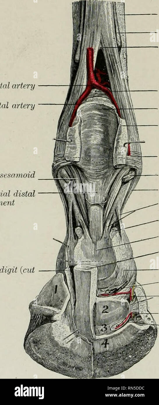 Distal Interphalangeal Joint Horse