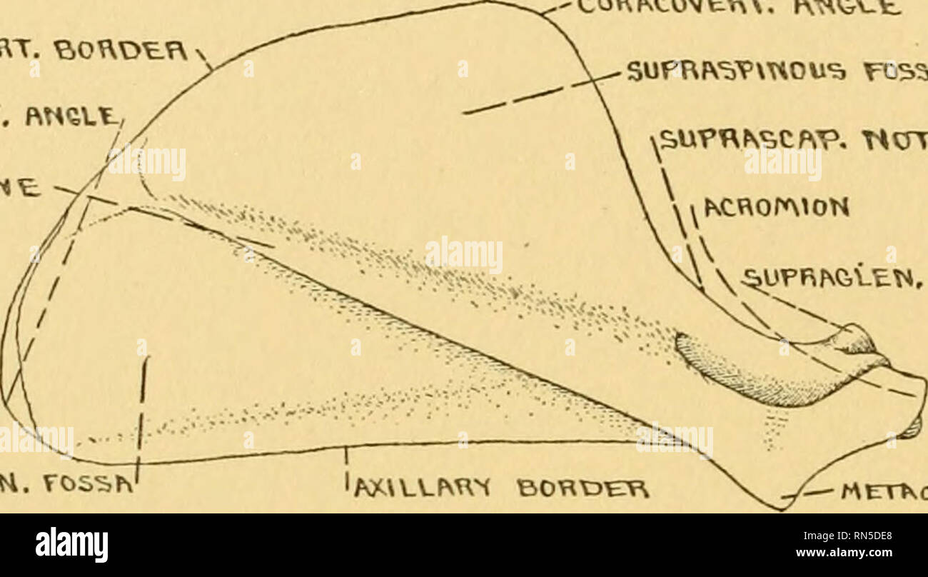 . Anatomy of the wood rat; comparative anatomy of the subgenera of the