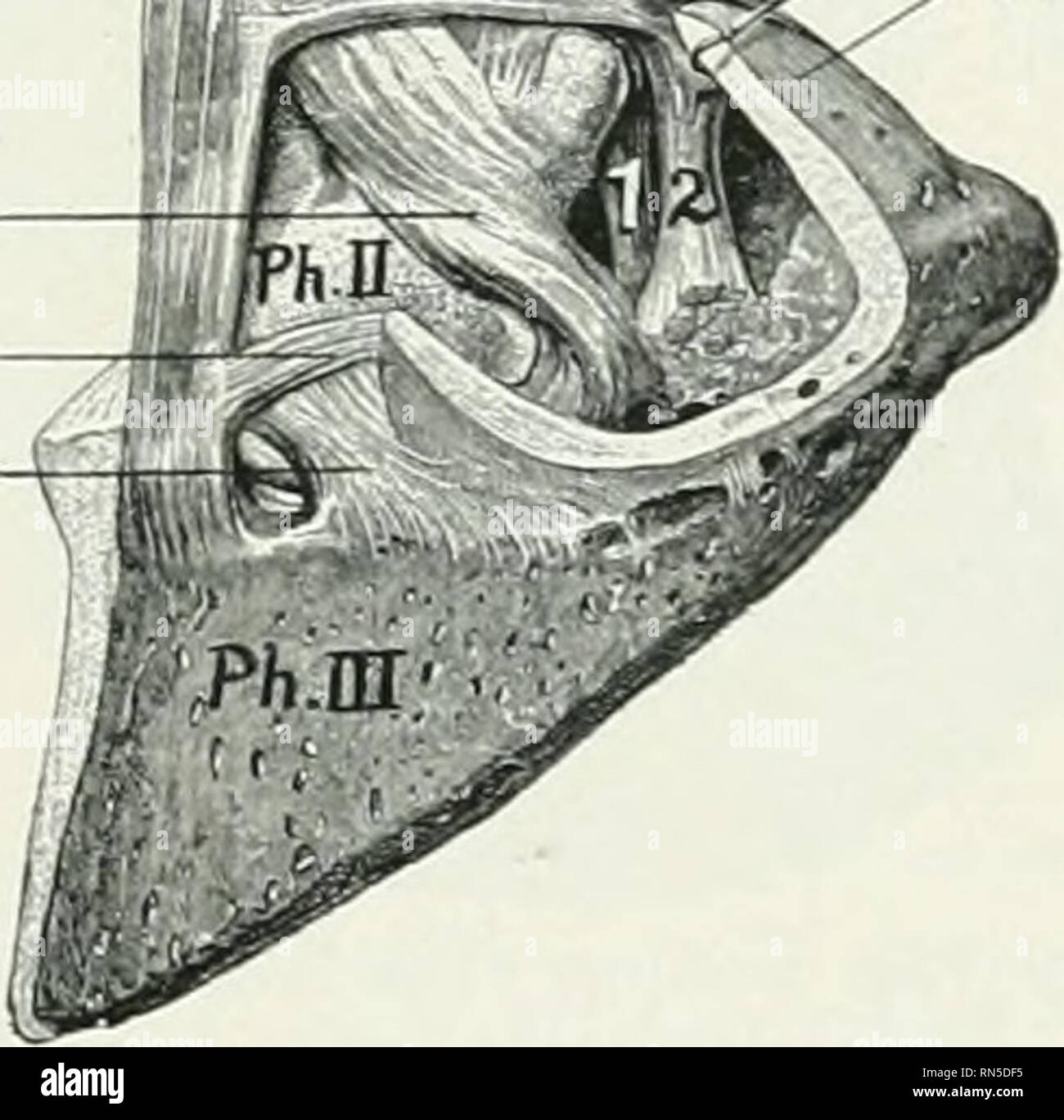 Annular Ligament Stock Photos & Annular Ligament Stock Images - Alamy