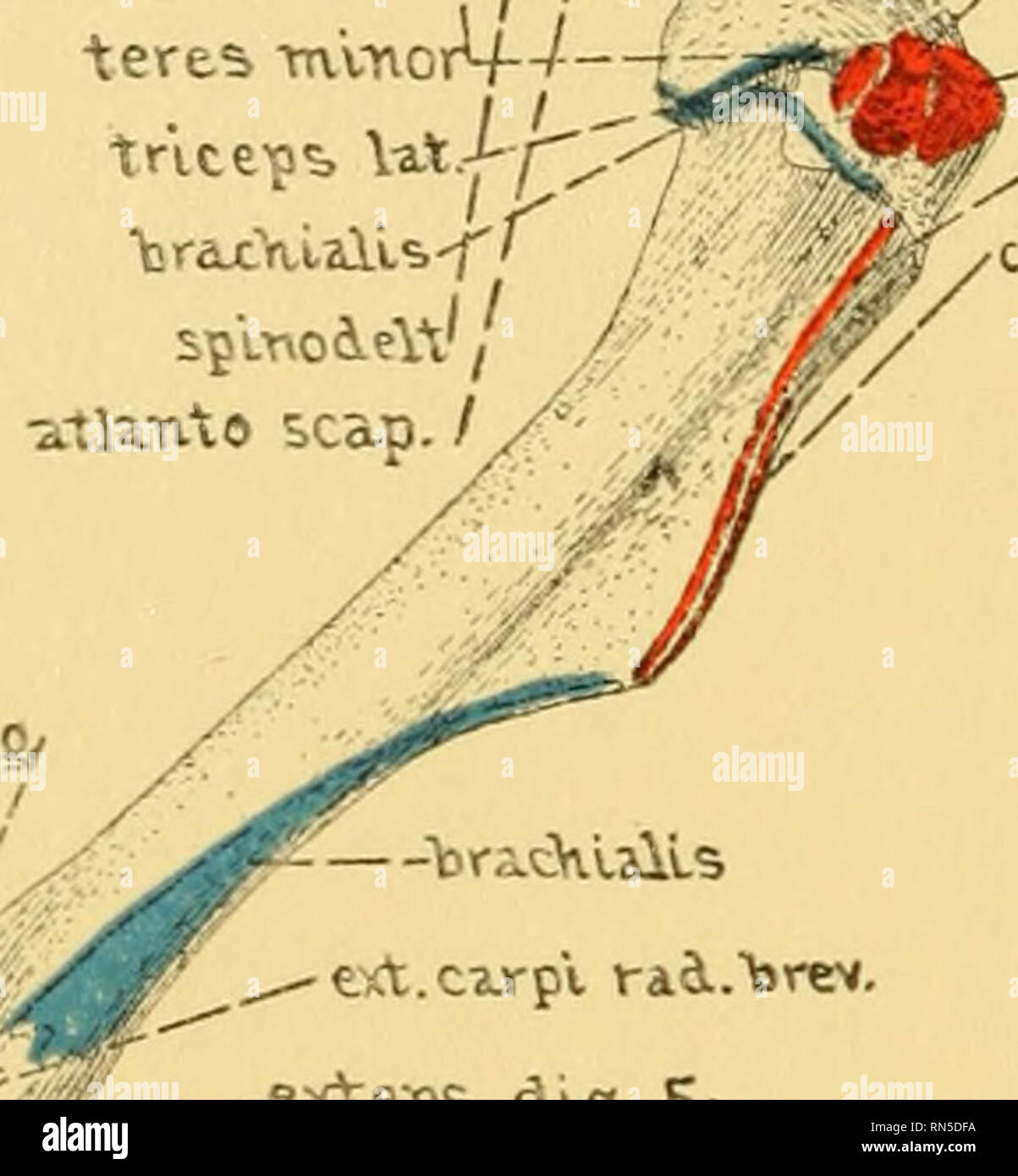 . Anatomy of the wood rat; comparative anatomy of the subgenera of the