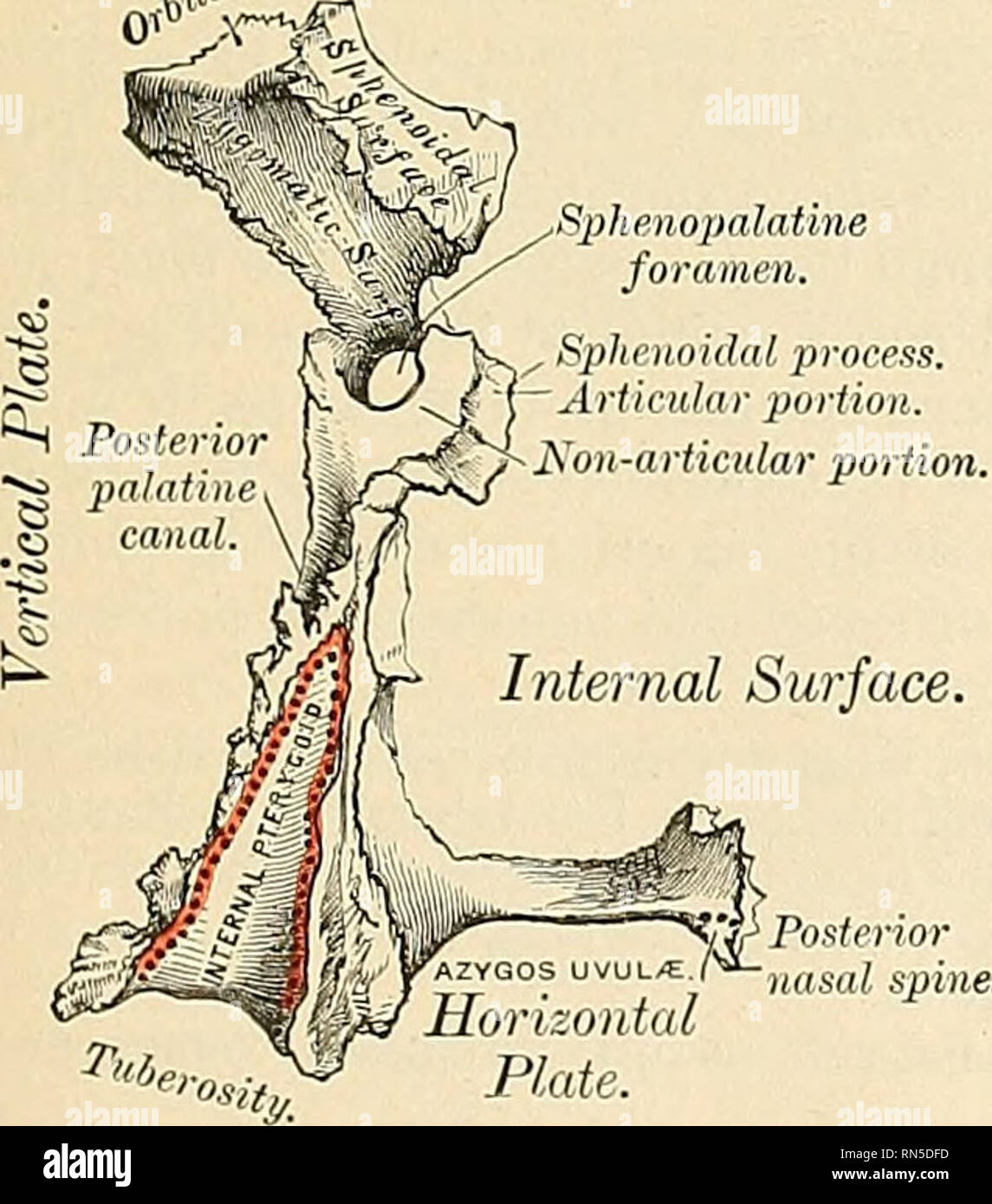 Horizontal plate of palatine bone hires stock photography and images Alamy