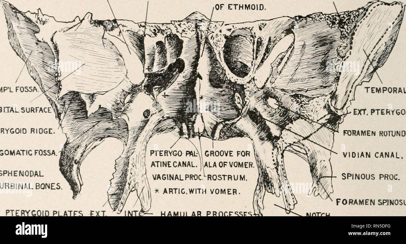 . Anatomy in a nutshell : a treatise on human anatomy in its relation