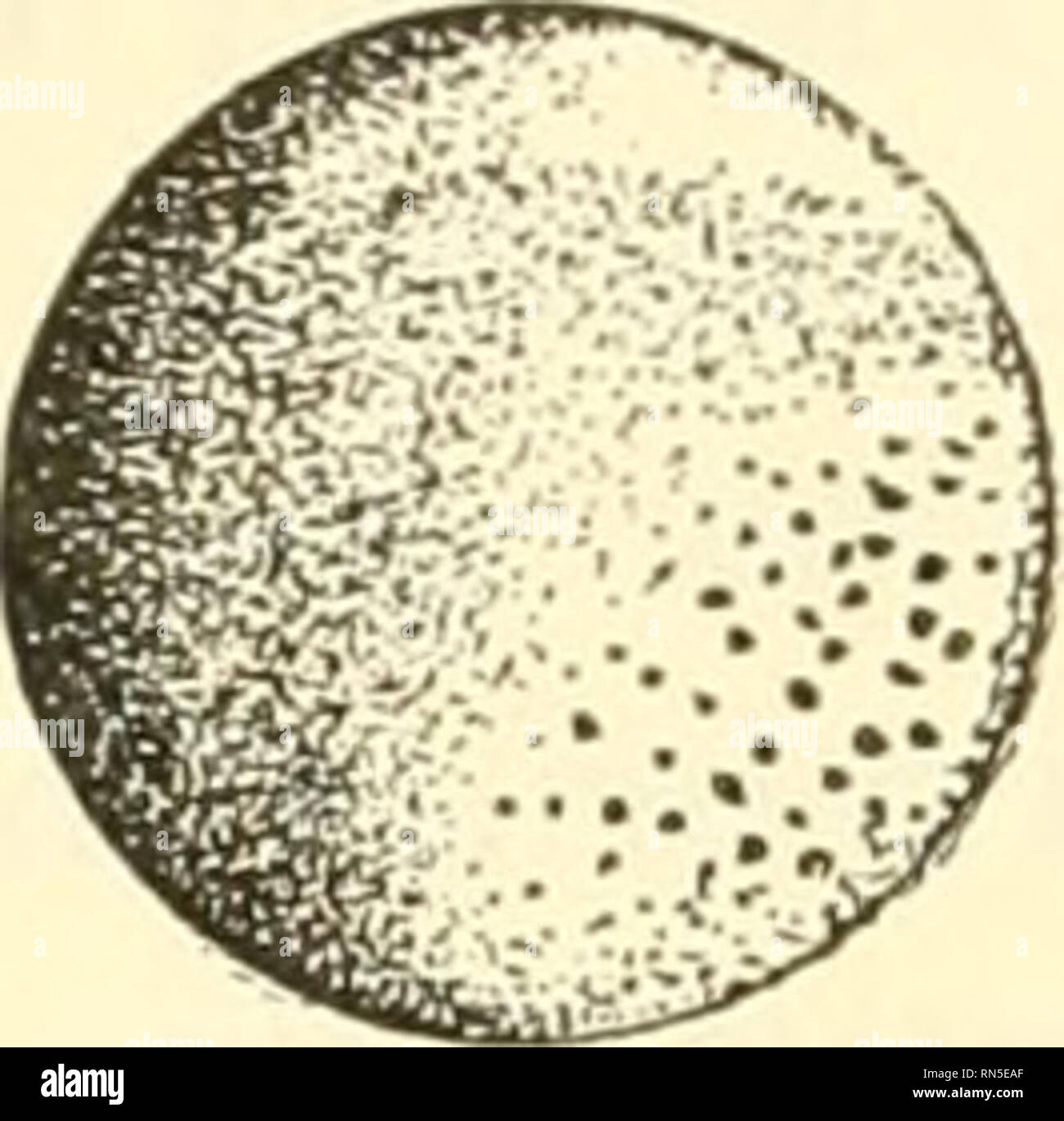 . Animal biology. Zoology; Biology. 378 METAZOAN PHYLA of the egg, called the animal pole, is