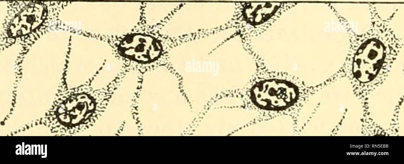 Bridges Cells High Resolution Stock Photography and Images - Alamy
