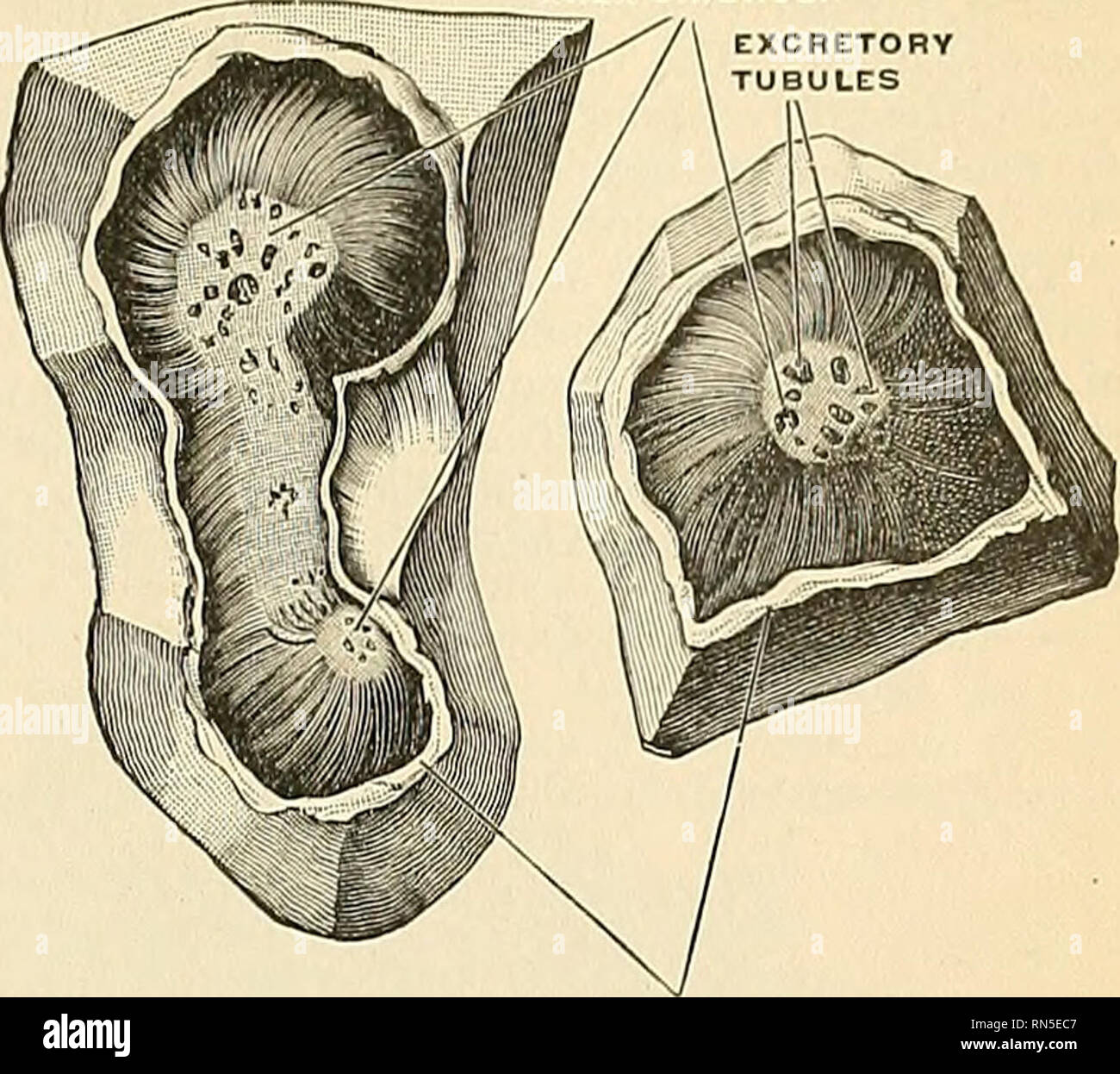 . Anatomy, descriptive and applied. Anatomy. THE KIDNEYS 1349. WALL OF