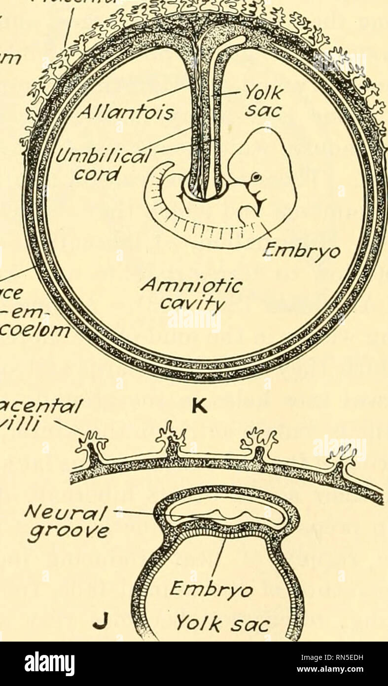 . Animal biology. Zoology; Biology. Doay StCffk. Lasttrace of extra- em bryonic coelom PIcfcentcrl villi Neuroft groove Fig. 287.—Diagrammatic representation of the stages in mammalian development. A, egg cell, in section. B, two-celled stage. C, morula. Z), section of morula. E, blastula, in section. F, development of entoderm. G, formation of amniotic cavity, and separation of embryonic disc into entoderm and ectoderm. H, development of mesoderm and extra-embryonic coelom. 7, formation of body stalk and beginning of placenta. J, cross section of same stage as I. A', embryo in amniotic cavity Stock Photo