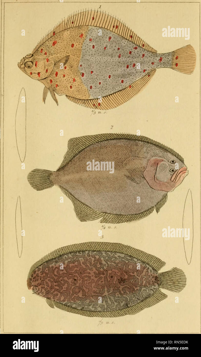 alamy