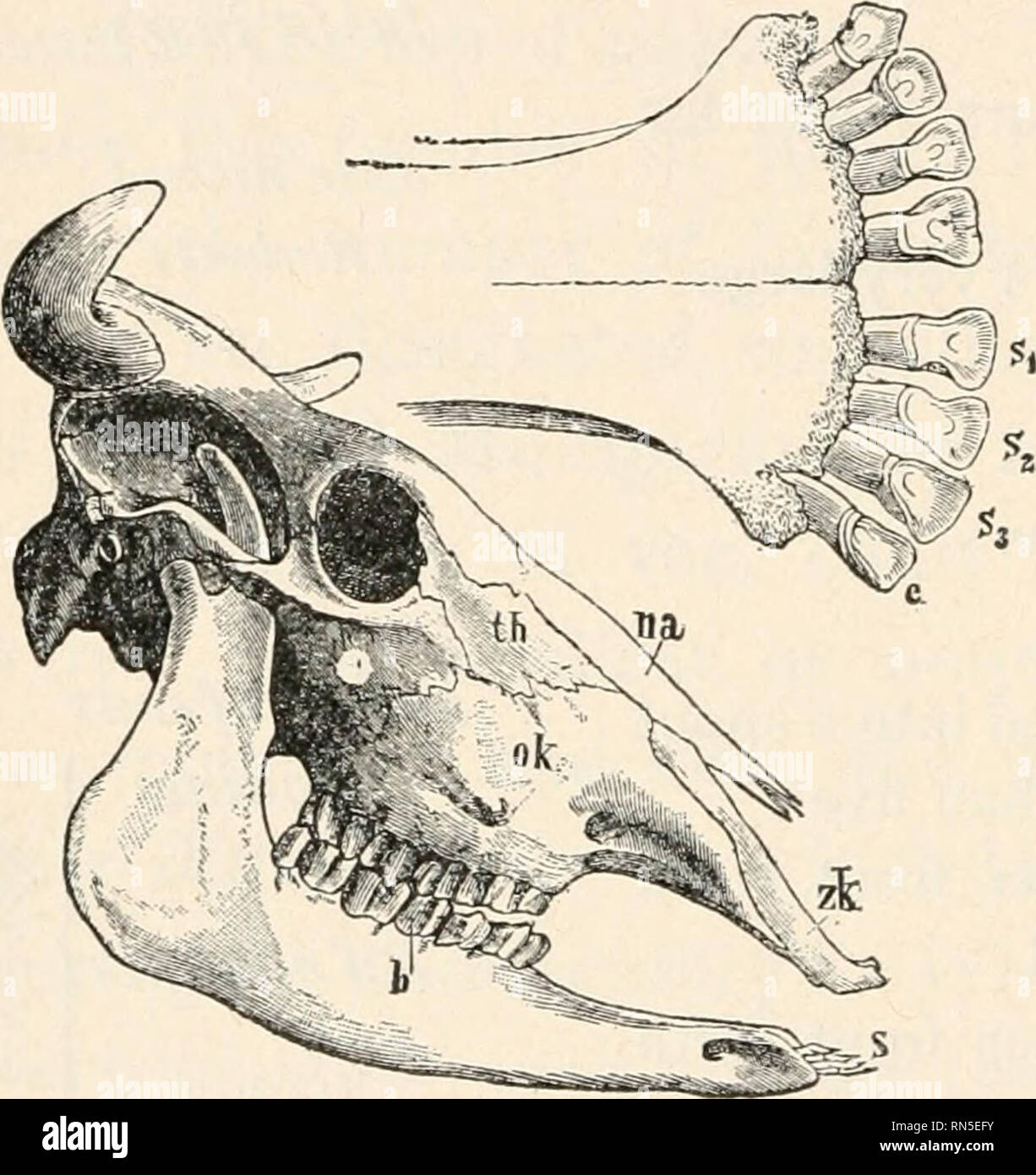 Animal Biology Human Biology Parts Ii Amp Iii Of First Course In Biology Biology 194 Chart Of Mammalian Skulls Illustrated Study Man S Dental Formula Is At Gt C
