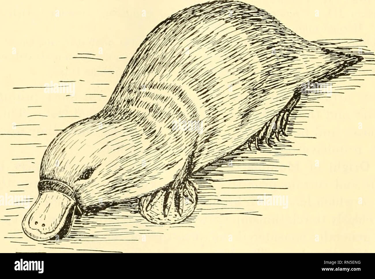 Animal biology. Zoology; Biology. 412 METAZOAN PHYLA albumen. It is retained in the uterus, the young being nourished through the embryonic membranes, which are in contact with the uterine wall. Rarely Animal biology. Zoology; Biology. 412 METAZOAN PHYLA albumen. It is retained in the uterus, the young being nourished through the embryonic membranes, which are in contact with the uterine wall. Rarely