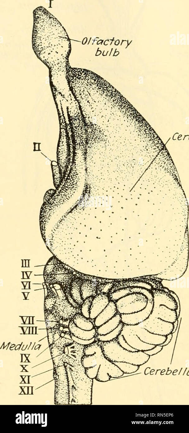 . Animal biology. Zoology; Biology. 410 METAZOAN PHYLA the pinna