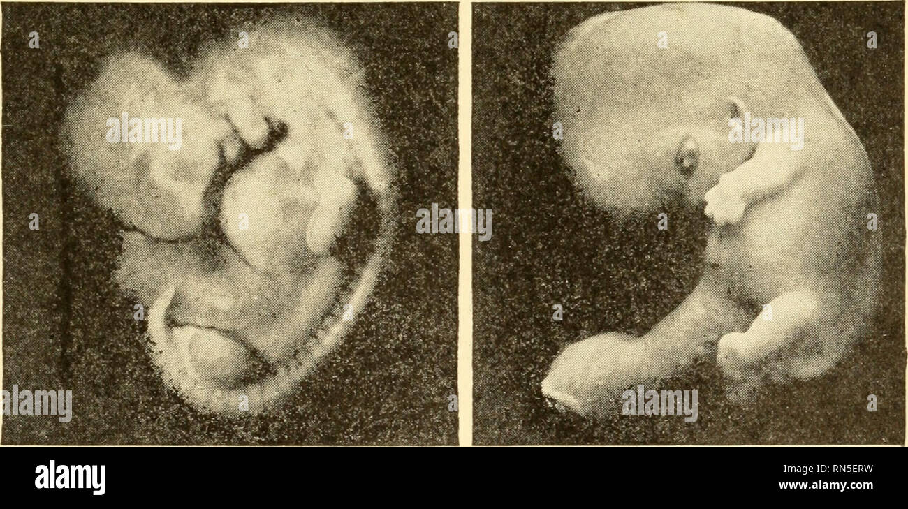. Animal biology. Biology; Zoology; Physiology. ABC Fig. 177A. - Photographs of early stages in the development of the egg of the Rabbit. A, two-cell stage, 24 hours after fertilization, in thick surround- ing membrane (zona pellucida); B, four-cell stage, 29 hours; C, eight-cell stage, 32 hours. Highly magnified. (After Streeter.) Finally, the eggs of typical Mammals, including Man, though not provided with so large an amount of yolk because food is. A B Fig. 177B. —Human embryos. A, one month old (6.7 mm.), showing arm and leg buds, caudal end, umbilical cord, heart, gill slits, olfactory pi Stock Photo
