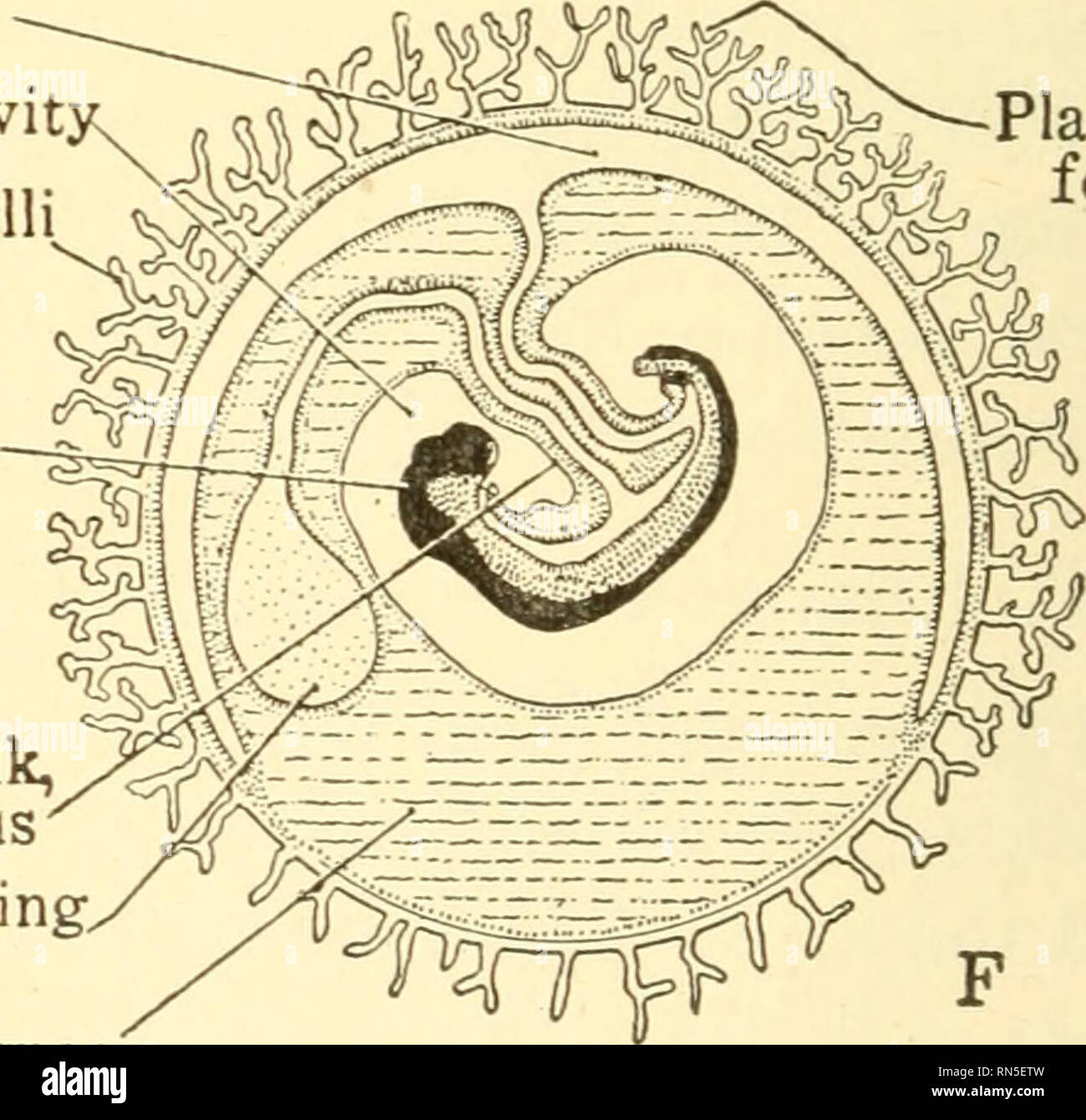 . Animal biology. Biology; Zoology; Physiology. Allantois Amniotic cavit orionic villi Head of embryo. Placenta fetal ,Body stalk, vS^S^ umbilicus Degenerating yolk sac Extra-embryonic space Fig. 176. — Diagrammatic sections showing the development of the egg and embryonic membranes of a Mammal. A, blastula showing fundament of embryo at top, before the appearance of the amnion. B, embryo outlined, with developing amnion and yolk sac. C, embryo with amnion further developed and allantois appearing. D, embryo with amnion closing, and allantois joining with outer membrane, or chorion. E, F, embr Stock Photo