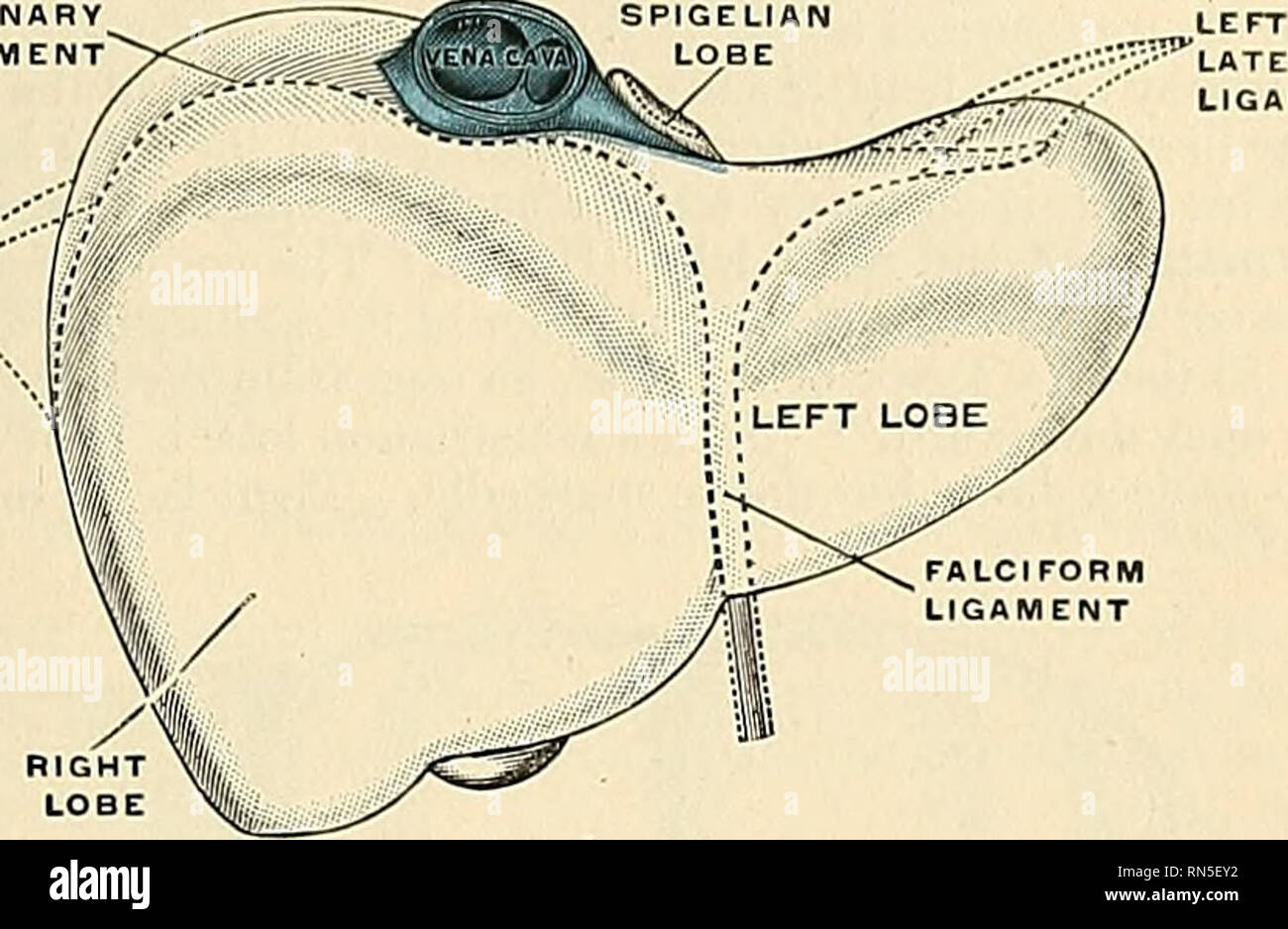 Anatomy Descriptive And Applied Anatomy The Liver 1325 The Coronary Ligament Umnenium Coronarium Hepatis Figs 1083 And 1086 Connects The Posterior Surface Of The Liver To The Diaphragm It Consists Of