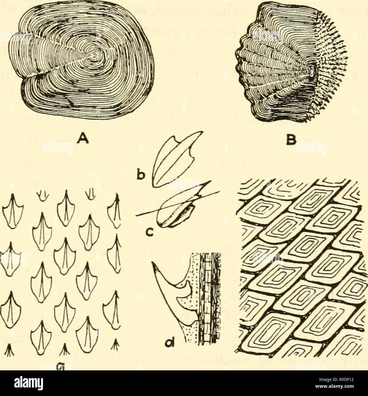 . Animal biology. Zoology; Biology. Fig. 249.—African lungfish, Protopterus annectens Owen. X M- {From Packard, &quot;Zoology,&quot; after Boas, by the courtesy of Henry Holt &amp; Company.) the water with the least amount of retardation from resistance in front, friction laterally, or suction behind. The fins, being thin in the plane of movement, offer little interference.. C D Fig. 250.—Scales of fishes. A, cycloid scale of northern pike, Esox Indus Linnaeus. X 8. B, ctenoid scale of common perch, Perca flavescens (Mitchill). X 9. C, placoid scales of dogfish shark, Squalus acanthias Linnaeu Stock Photo
