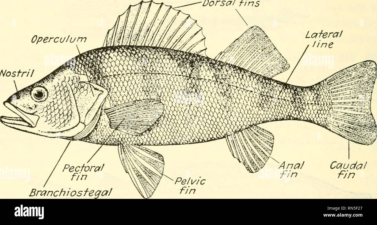 Animal Biology Zoology Biology 352 Metazoan Phyla Ganoid Or An Amphibian Than Hke That Of A Bony Fish Gars Use The Air Bladder As An Accessory Lung 373 Teleostei The Teleosts Are