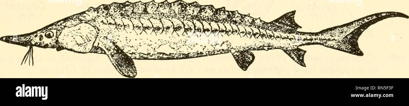 . Animal biology. Zoology; Biology. FiG. 245.—A crossopterygian. Polypterus senegalus Cuvier. o, the adult. X H- h, the larva. X 2%. {a from Bridge, &quot;'Cambridge Natural History,&quot; b after Budgett, by the courtesy of The Macmillan Company.) The latter figure does not show the fact that the gills are alternately long and short. The arrow and line in Fig. a point to the position of the left spiracle. tilaginous, but the cartilage is overlaid with dermal bones. The sturgeons (Fig. 246) and spoonbills are the living representatives of this group.. Fig. 246.—Lake sturgeon, Acipenser rMWcMW^ Stock Photo