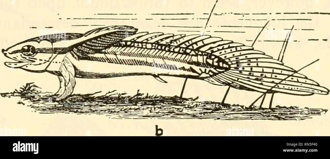 . Animal biology. Zoology; Biology. FiG. 245.—A crossopterygian. Polypterus senegalus Cuvier. o, the adult. X H- h, the larva. X 2%. {a from Bridge, &quot;'Cambridge Natural History,&quot; b after Budgett, by the courtesy of The Macmillan Company.) The latter figure does not show the fact that the gills are alternately long and short. The arrow and line in Fig. a point to the position of the left spiracle. tilaginous, but the cartilage is overlaid with dermal bones. The sturgeons (Fig. 246) and spoonbills are the living representatives of this group.. Please note that these images are extracte Stock Photo
