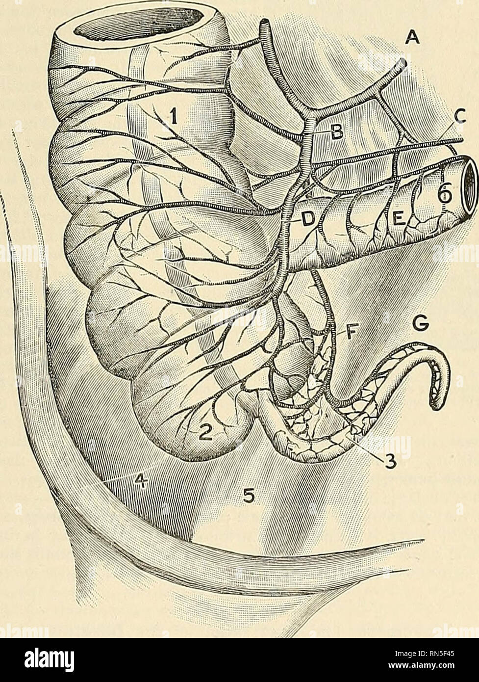 Anatomy, descriptive and applied. Anatomy. LULAH TISSUE Fig. 1074.—Inner  wall ot the lower end of the rectum and anus. On the right the mucous  membrane has been removed to show the