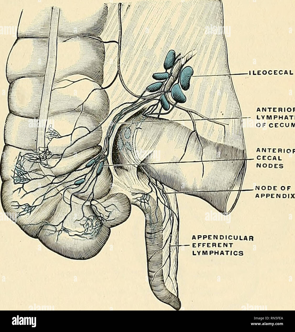 Anatomy Descriptive And Applied Anatomy EPITHELIUM MUSCULAR LAYER stock-image-illustration-of-the-large-intestine-colon-anatomy-appendix