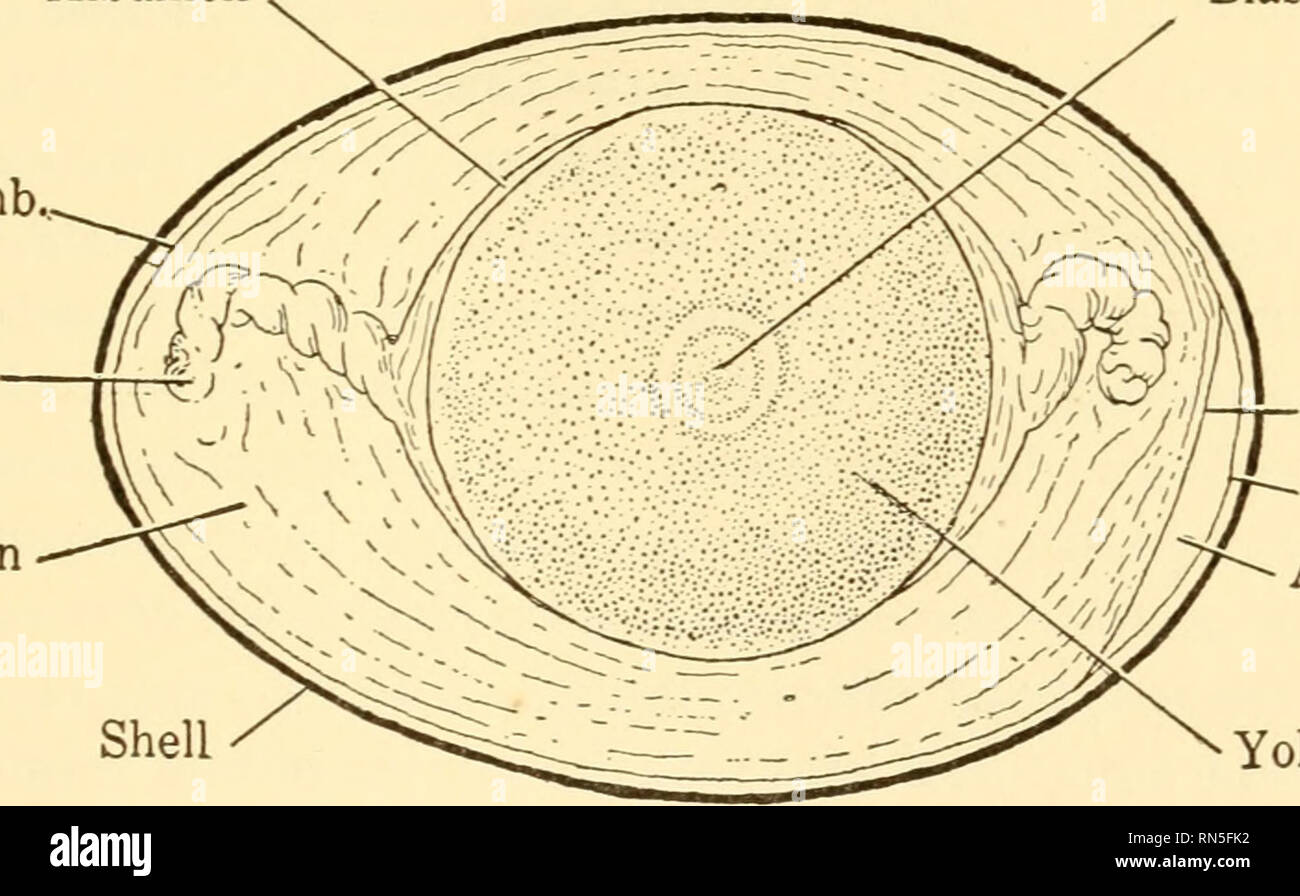 Animal biology. Biology; Zoology; Physiology. FERTILIZATION 253 gametes is brought about. In many cases it is undoubtedly merely by chance: the random swimming of the sperm sooner or later bringing one Animal biology. Biology; Zoology; Physiology. FERTILIZATION 253 gametes is brought about. In many cases it is undoubtedly merely by chance: the random swimming of the sperm sooner or later bringing one