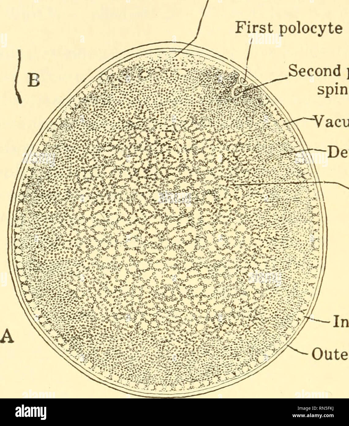 . Animal biology. Biology; Zoology; Physiology. 252 ANIMAL BIOLOGY
