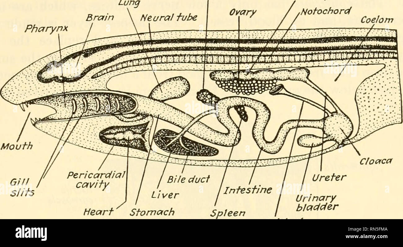 Animal biology. Zoology; Biology. SUBPHYLUM VERTEBRATA 323 In all the vertebrates below the mammals the coelom is divided into a pericardial cavity containing the heart and a general body cavity. In Animal biology. Zoology; Biology. SUBPHYLUM VERTEBRATA 323 In all the vertebrates below the mammals the coelom is divided into a pericardial cavity containing the heart and a general body cavity. In
