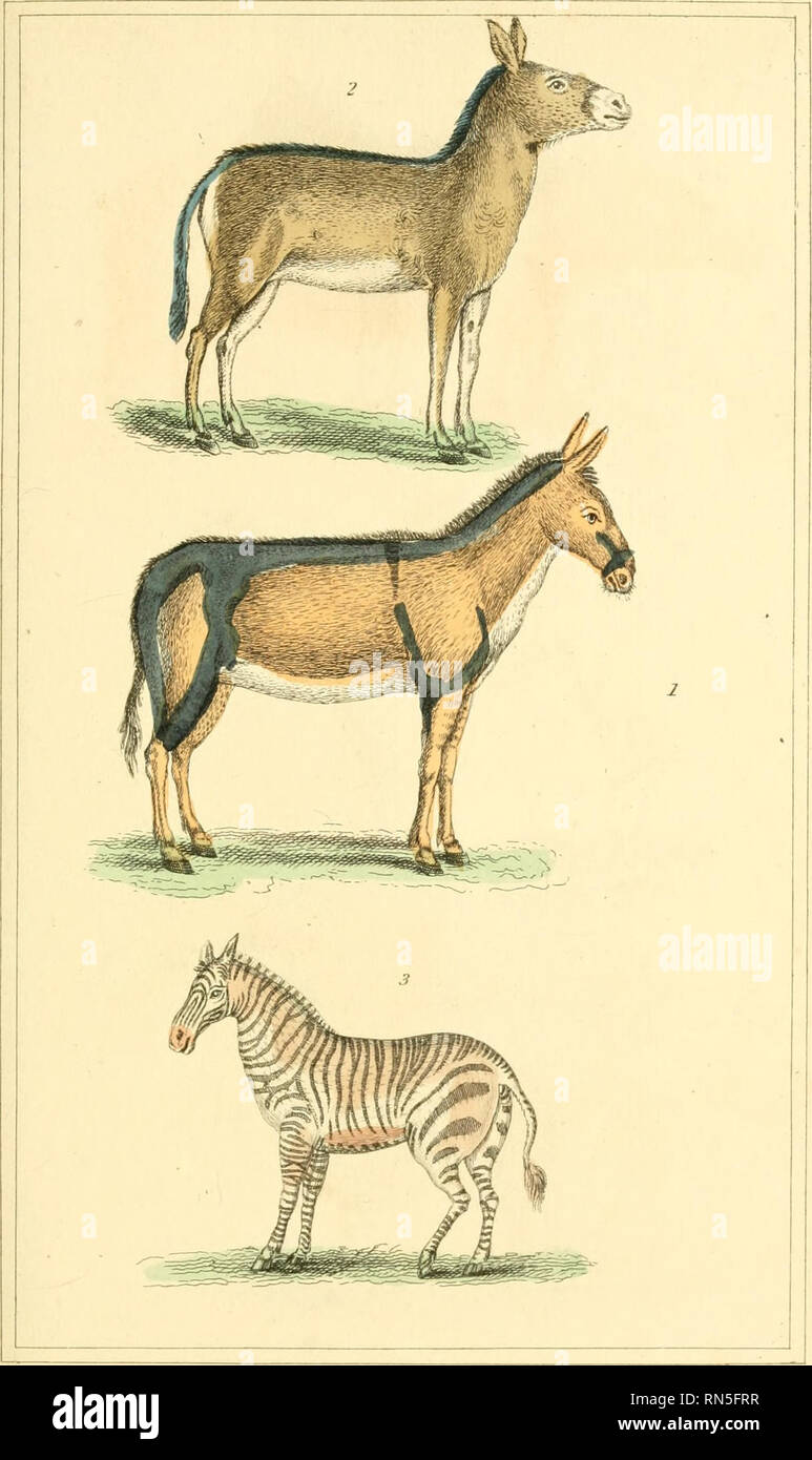 The Animal Kingdom Arranged According To Its Organization Serving As A Foundation For The Natural History Of Animals And An Introduction To Comparative Anatomy Animals Zoology Ariirruil Jsngdiun Ma Iuiituui Jfl