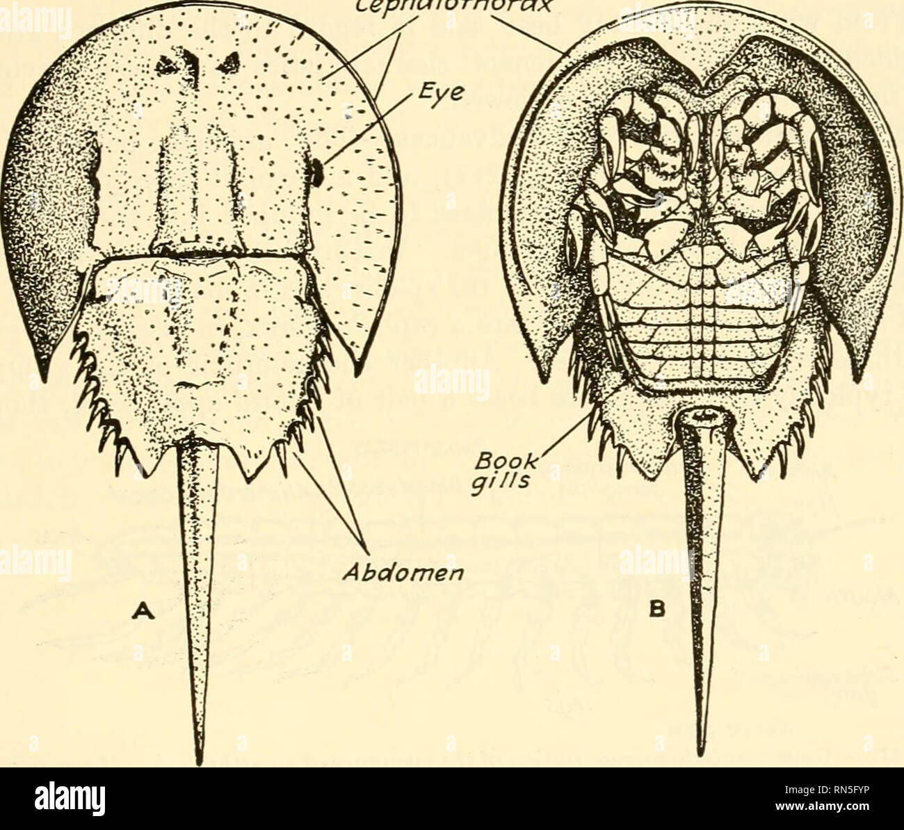 Book gills hires stock photography and images Alamy