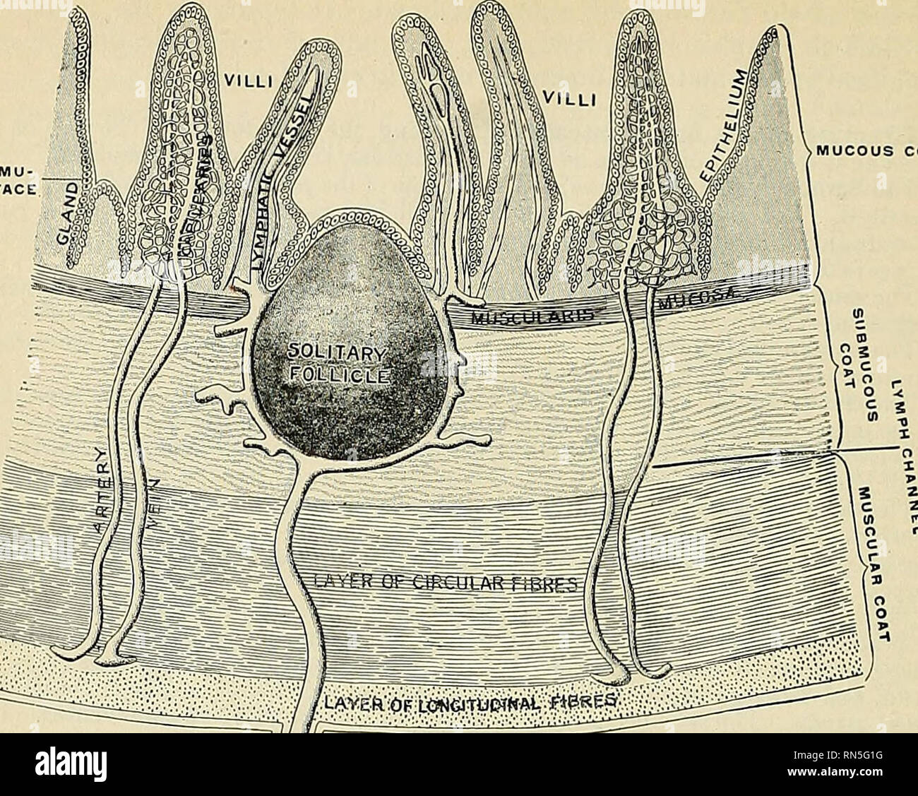 Anatomy Descriptive And Applied Anatomy 1290 The Organs Of Digestion La R Of Loncjtui Wal J Tpf Fq Cous C0a4 Fig 1033 Mucosa Of Small Intestine In Ideal Vertical Cross Section Testut After Heitzmann C Tic