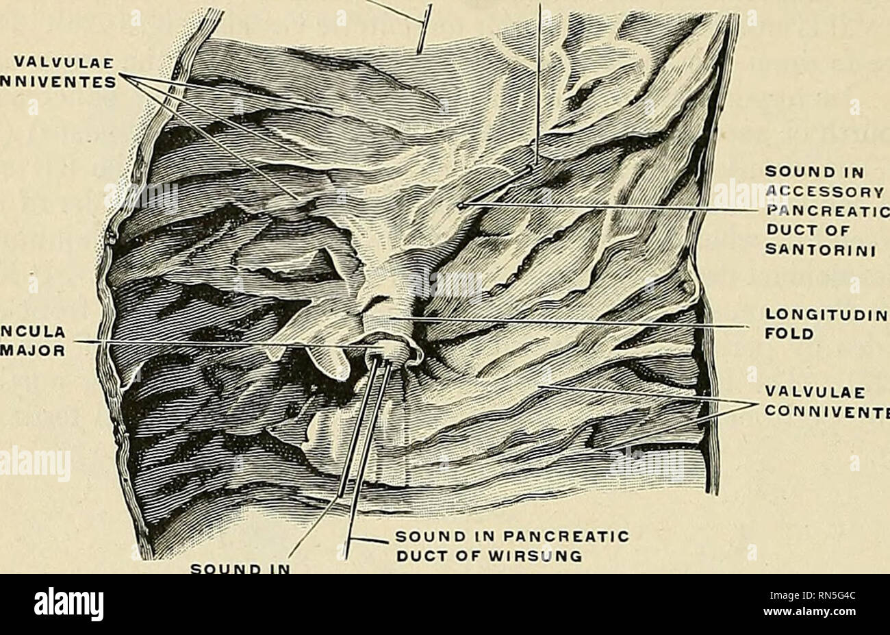 . Anatomy, descriptive and applied. Anatomy. 1286 THE ORGANS OF DIGESTION Interior of the Duodenum (Fig. 1029).—The proximal part of the duodenum is comparatively smooth. Valvulae conniventes begin to appear in the distal half. COMMON BILE DUCT Fig. 1029.—The interior of the duodenum. (Spalteholz.) Gastric artery. Please note that these images are extracted from scanned page images that may have been digitally enhanced for readability - coloration and appearance of these illustrations may not perfectly resemble the original work.. Gray, Henry, 1825-1861; Spitzka, Edward Anthony, 1876-1922. Phi Stock Photo
