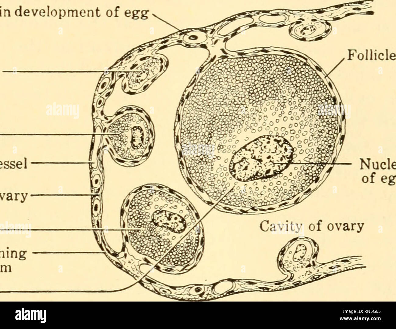 Animal Biology Biology Zoology Physiology The Continuity Of Life 239 Have Reached Testis Or Ovary We Are On Surer Ground And Can Trace With Considerable Exactness Their Divisions And Transformations Which