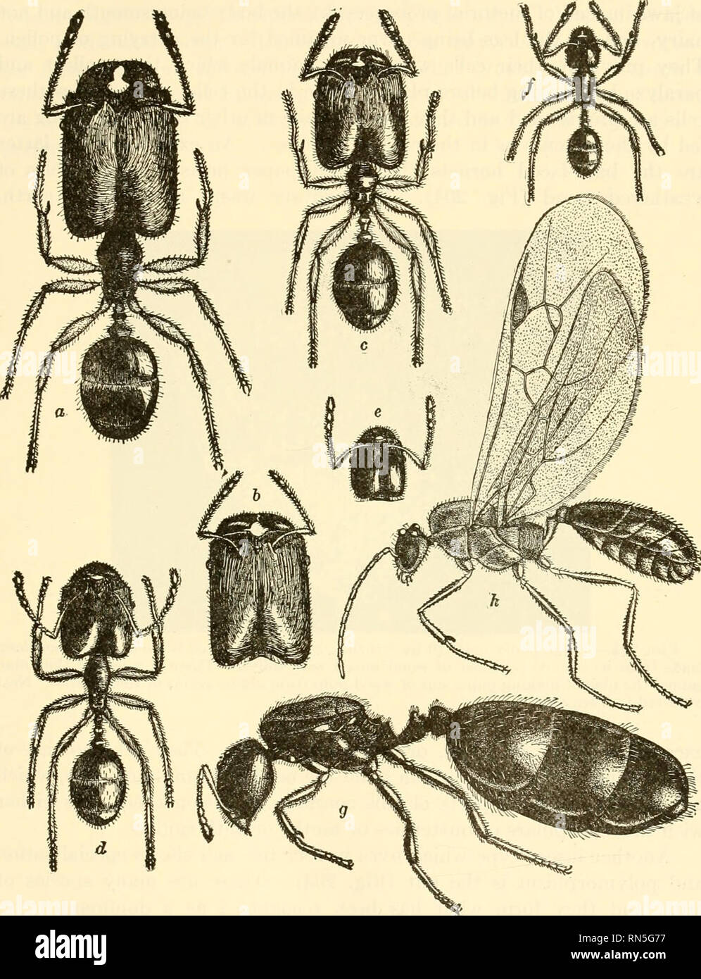 . Animal biology. Zoology; Biology. CLASS INSECTA 299 queen and be cared for by the workers. In some bumblebee societies there are workers of different sizes, as well as queens and drones. The. Fig. 203.—Polymorphism as illustrated in an ant, Pheidole instahilis Emery, a, soldier, h to e, intermediate types between soldier and worker. /, typical worker, g, dealated female, h, male. Much enlarged. {From Wheeler, &quot;Ants,&quot; by the courtesy of Columbia University Press.) bumblebee performs a very important service in cross-fertilizing the red clover, which in many parts of this country is  Stock Photo
