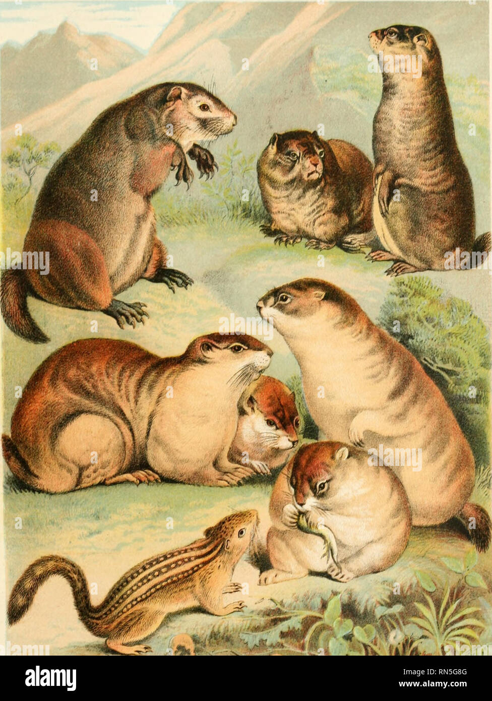 The animal kingdom; based upon the writings of the eminent naturalists,  Audubon, Wallace, Brehm, Wood and others. Mammals. -iJ^j^^ &quot;^^  *'&lt;if»;i» V POUCHED MARMOT PRAIRIE DOG LEOPARD SPERMOPHILE COMMON MARMOT  BABAC