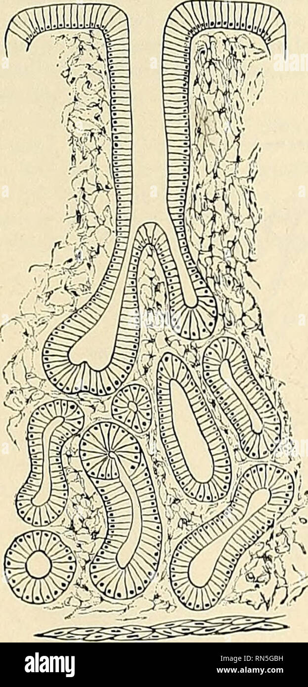 . Anatomy, descriptive and applied. Anatomy. TWO MAMMILL/E L Figs. 1017 and 1018.—The mucous membrane of the stomach. Fig. 1017. Natural size. Fig. 1018. Magnified 25 diameters. In Fig. 1017 the rugae and the mamillated surfaces are shown In Fig 1018 the glind mouth'^ (foveolae gastricae), with the gland tubes leading from some of them, and the r dges separat ng the n ou h (p ae villosae) are seen. (Cunningham.). Fig. 1019.-Pyloric gland.. Please note that these images are extracted from scanned page images that may have been digitally enhanced for readability - coloration and appearance of th Stock Photo