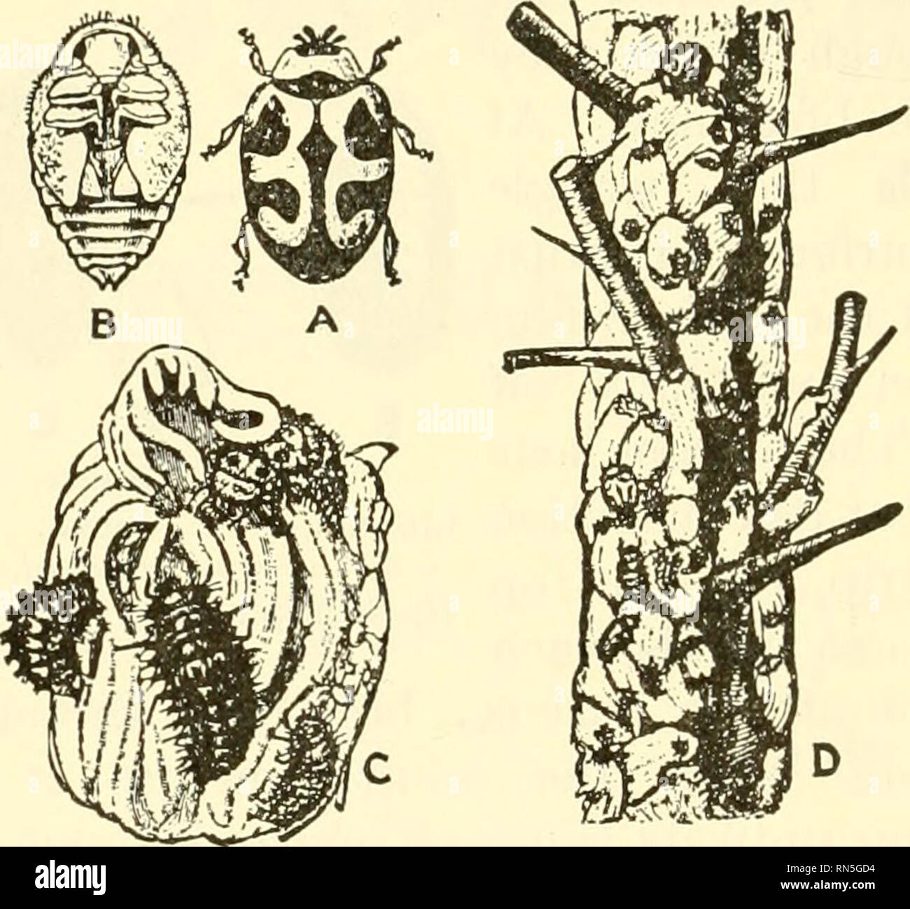 . Animal biology. Zoology; Biology. 294 METAZOAN PHYLA Fleas make up ...