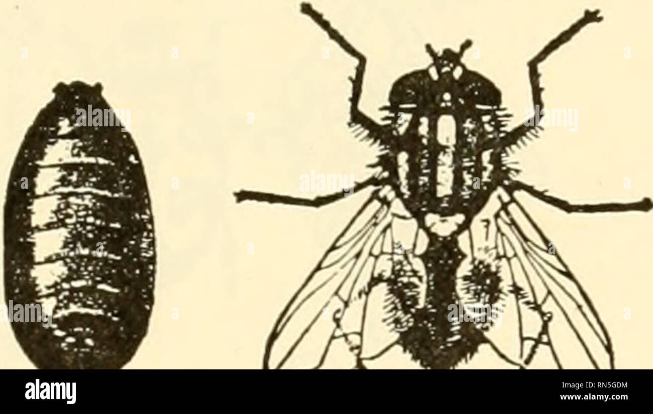 . Animal biology. Zoology; Biology. CLASS INSECT A 293 which they pierce plant tissues and deposit eggs. Either poison injected at the time of the laying of the egg or irritation arising from the growth of the larva causes a hypertrophy, or overgrowth, of the plant tissues and results in the production of conspicuous swellings on the stems or leaves. These growths are galls. Galls are also produced in other ways, and the study dealing with them is a subject by itself known as cecidiology. The Diptera (dip' ter a; G., dipteros, two-winged), or flies, have only the forewings developed and functi Stock Photo